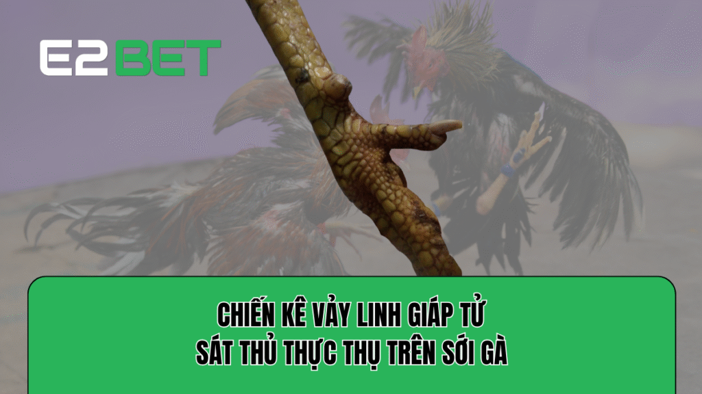 Chiến Kê Vảy Linh Giáp Tử: Sát Thủ Thực Thụ Trên Sới Gà