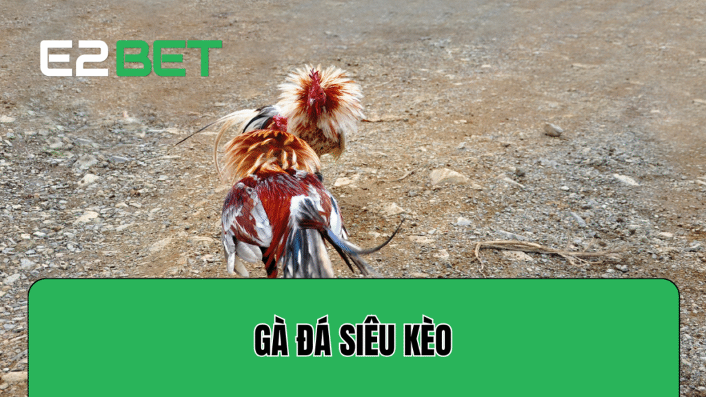 Gà Đá Siêu Kèo – Thắng 7 Trận Liền Không Dính Một Vết Cắt