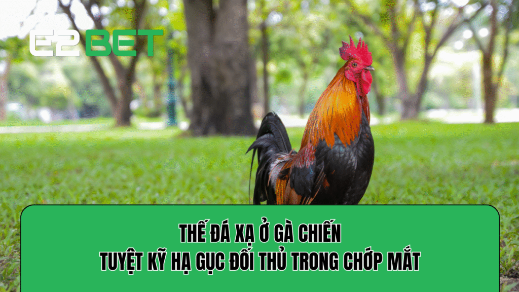 Thế Đá Xạ Ở Gà Chiến: Tuyệt Kỹ Hạ Gục Đối Thủ Trong Chớp Mắt