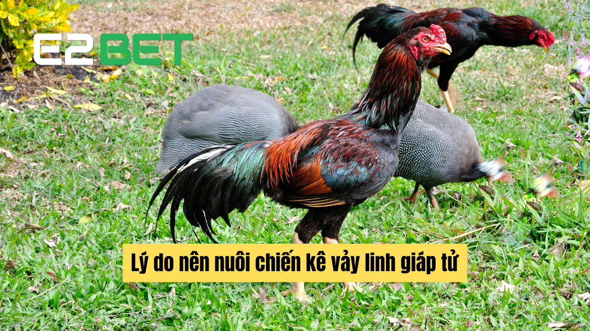 Lý do nên nuôi chiến kê vảy linh giáp tử:
