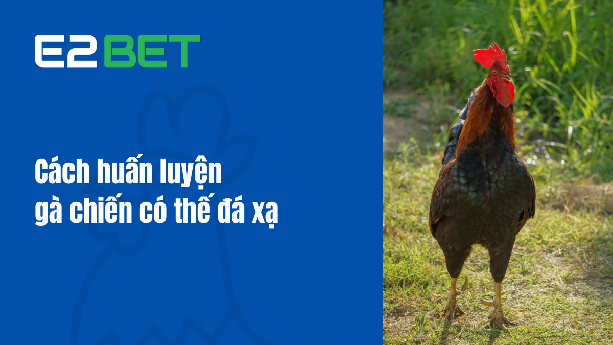 Cách Huấn Luyện Gà Chiến Có Thế Đá Xạ